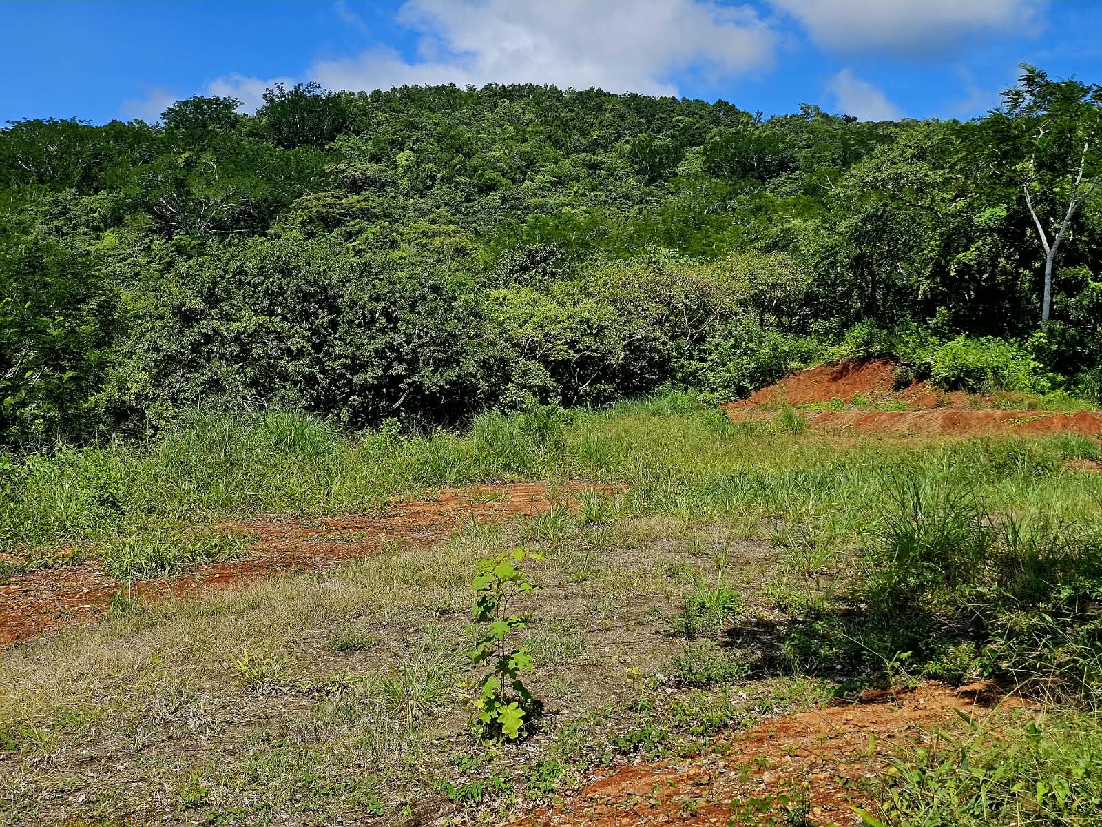 Finca Naranjalito - Price Drop ! - Maquenco - photo 15